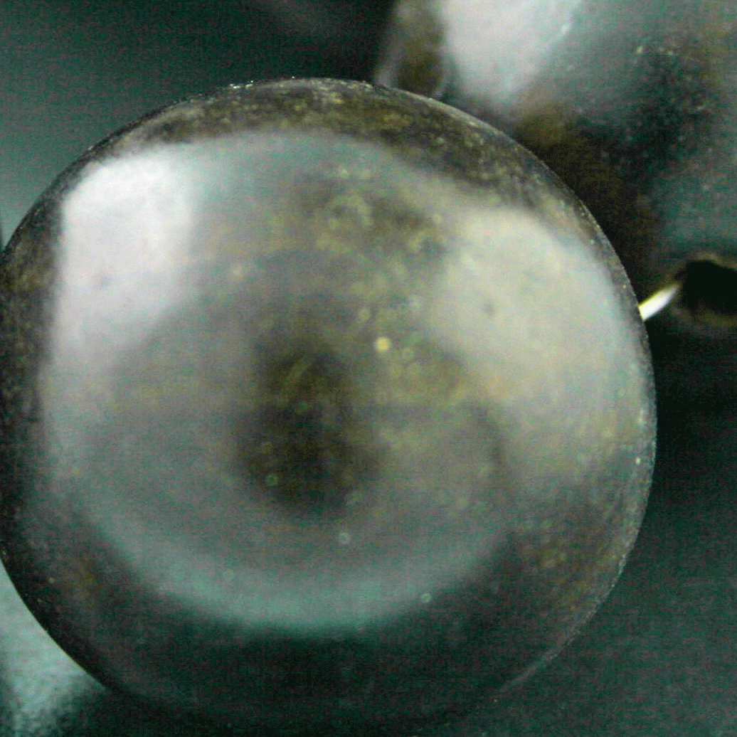 Kamagong, Baumkernkugeln, 28 mm D., leicht